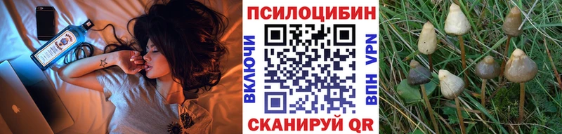 блэк спрут как зайти  Пролетарск  Галлюциногенные грибы Cubensis 